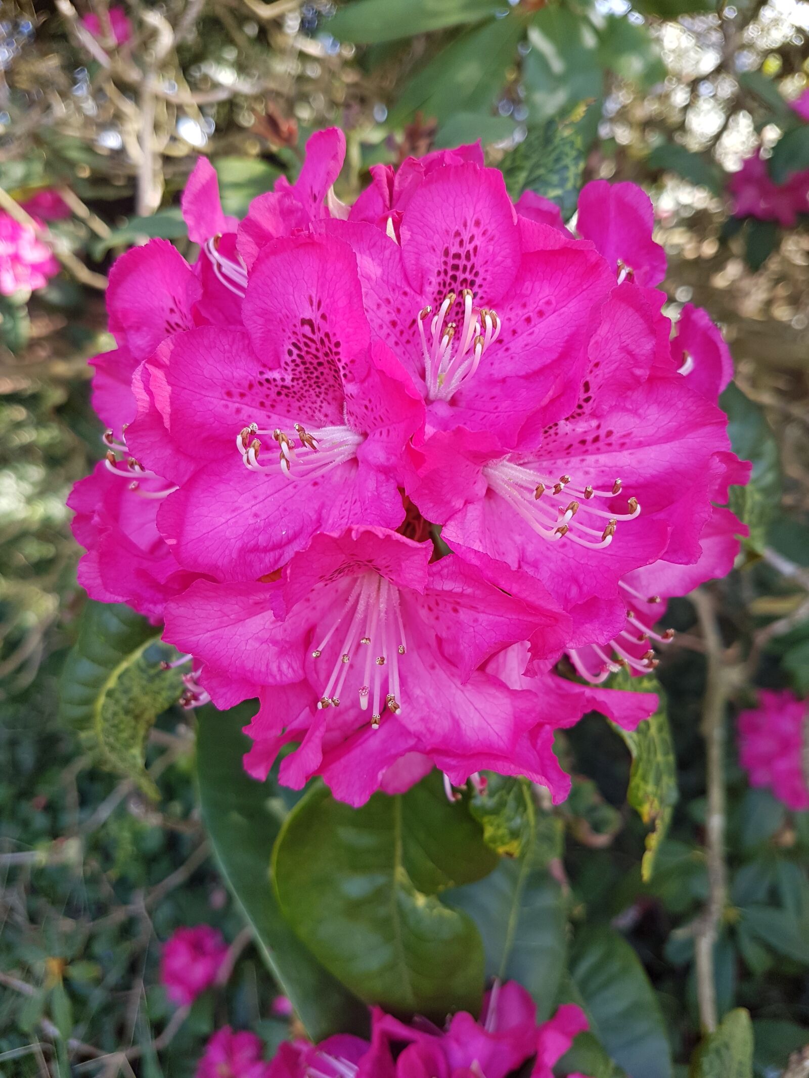 Samsung Galaxy S7 Edge sample photo. Pink, vibrant, flower photography