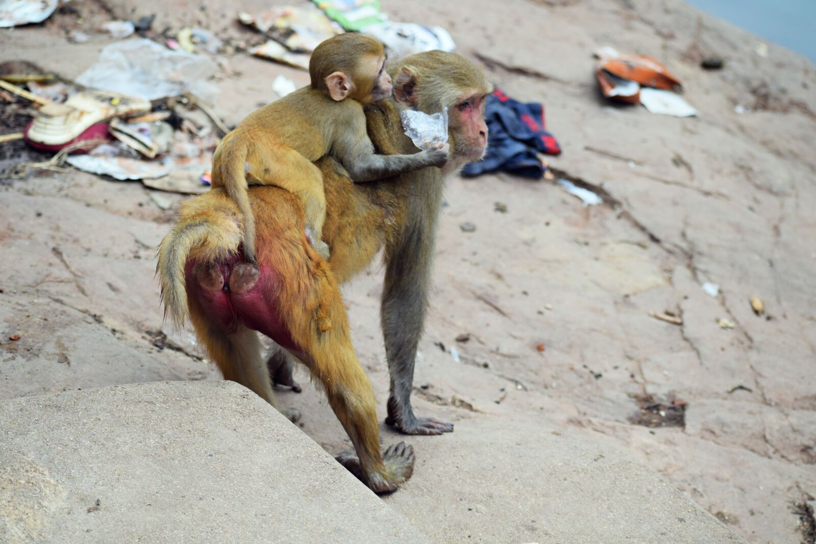 Nikon D3300 sample photo. Mother, monkey, baby photography