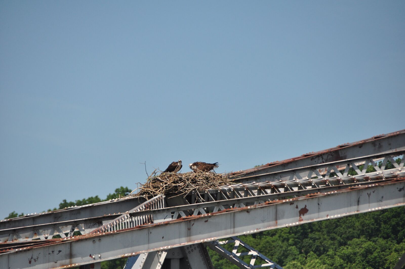 Nikon D90 sample photo. Ospreys, old bridges, birds photography