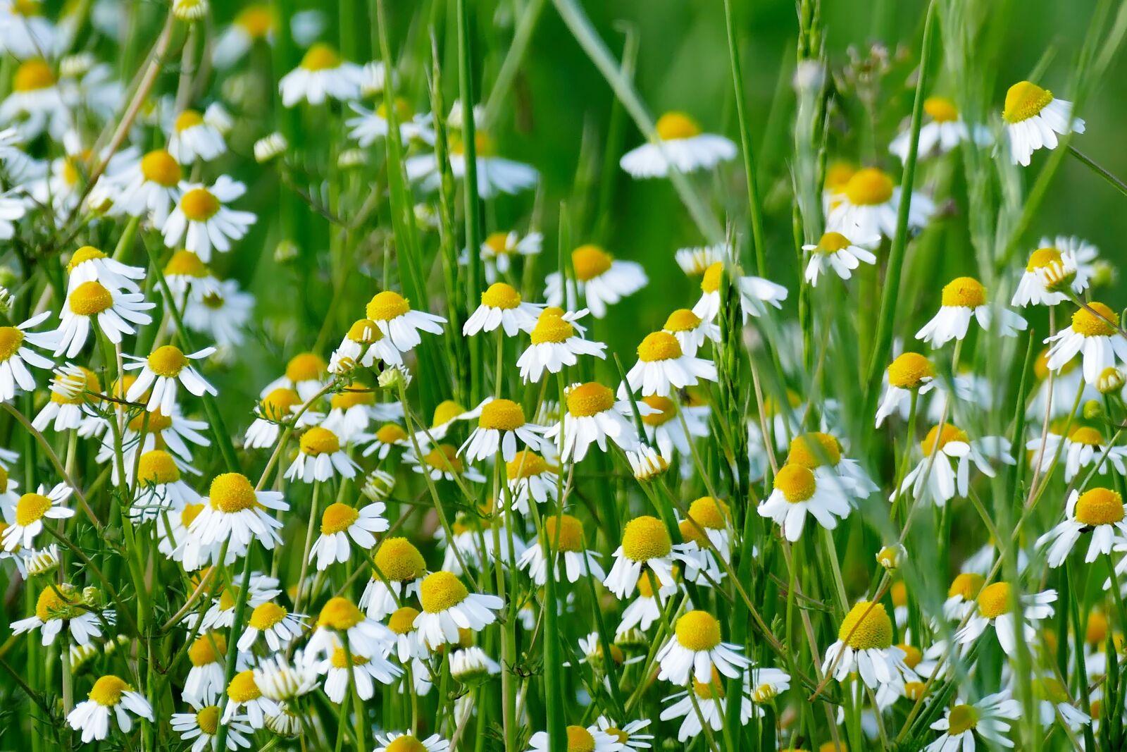 Panasonic Lumix DMC-FZ1000 sample photo. Chamomile, nature, plant photography