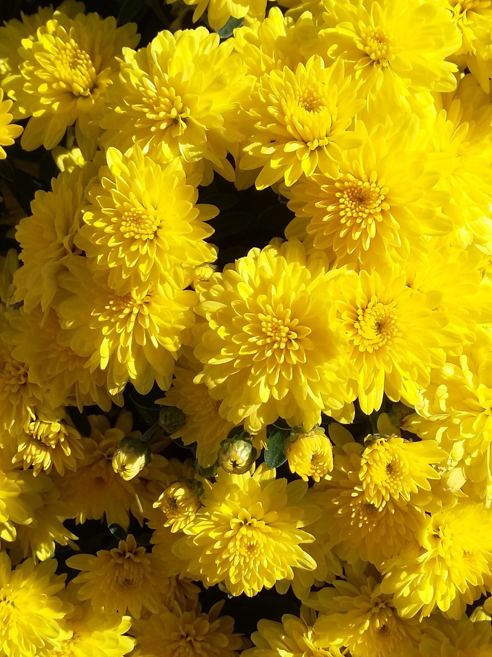 Samsung Galaxy Grand Prime sample photo. Yellow, flowers, mums photography