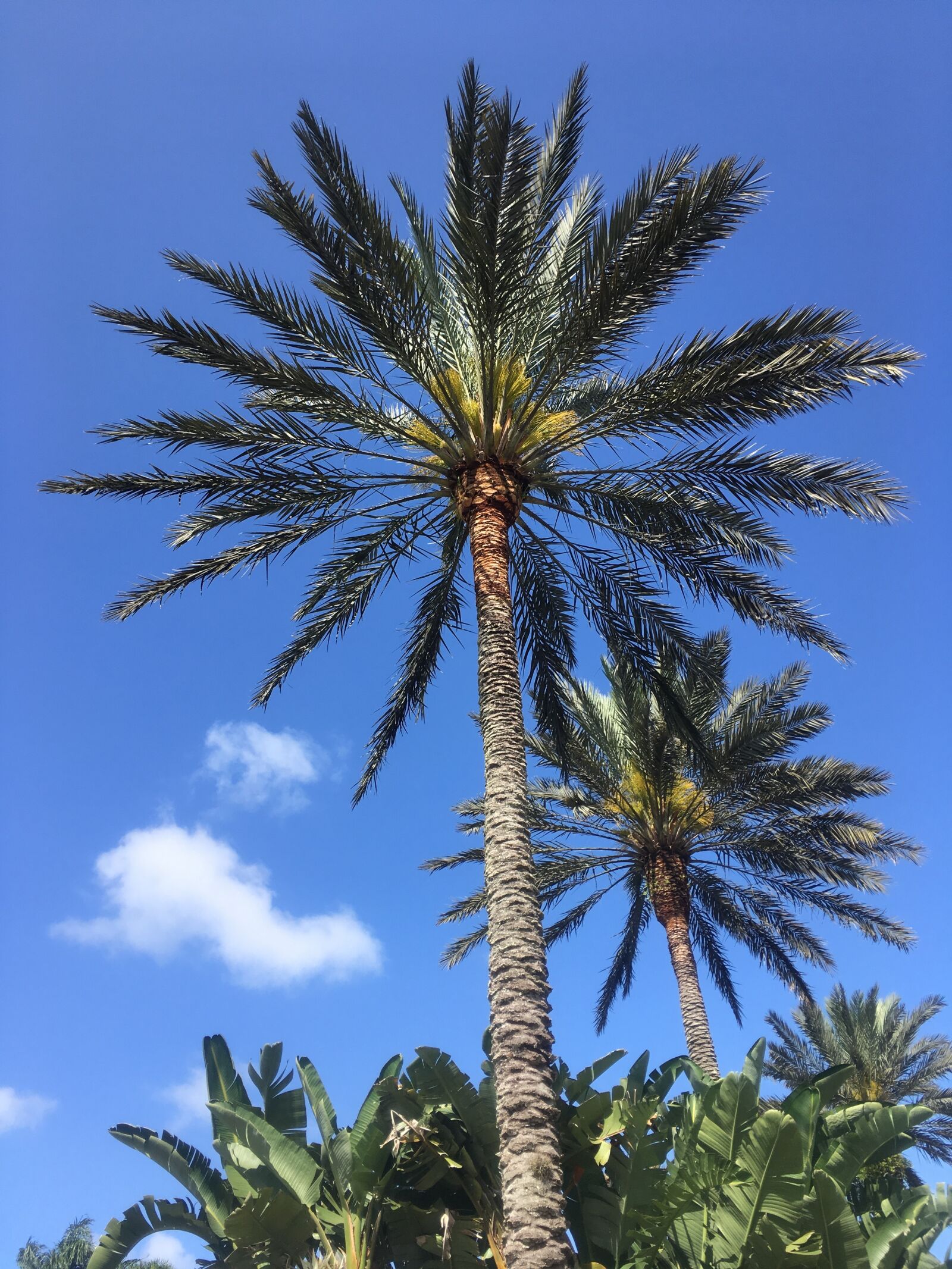 iPhone SE back camera 4.15mm f/2.2 sample photo. Florida, sky, tropical photography