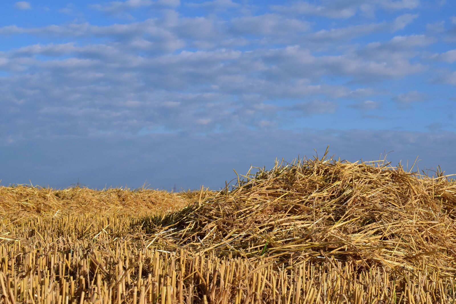 Nikon D3300 sample photo. Cereal, straw, agriculture, field photography