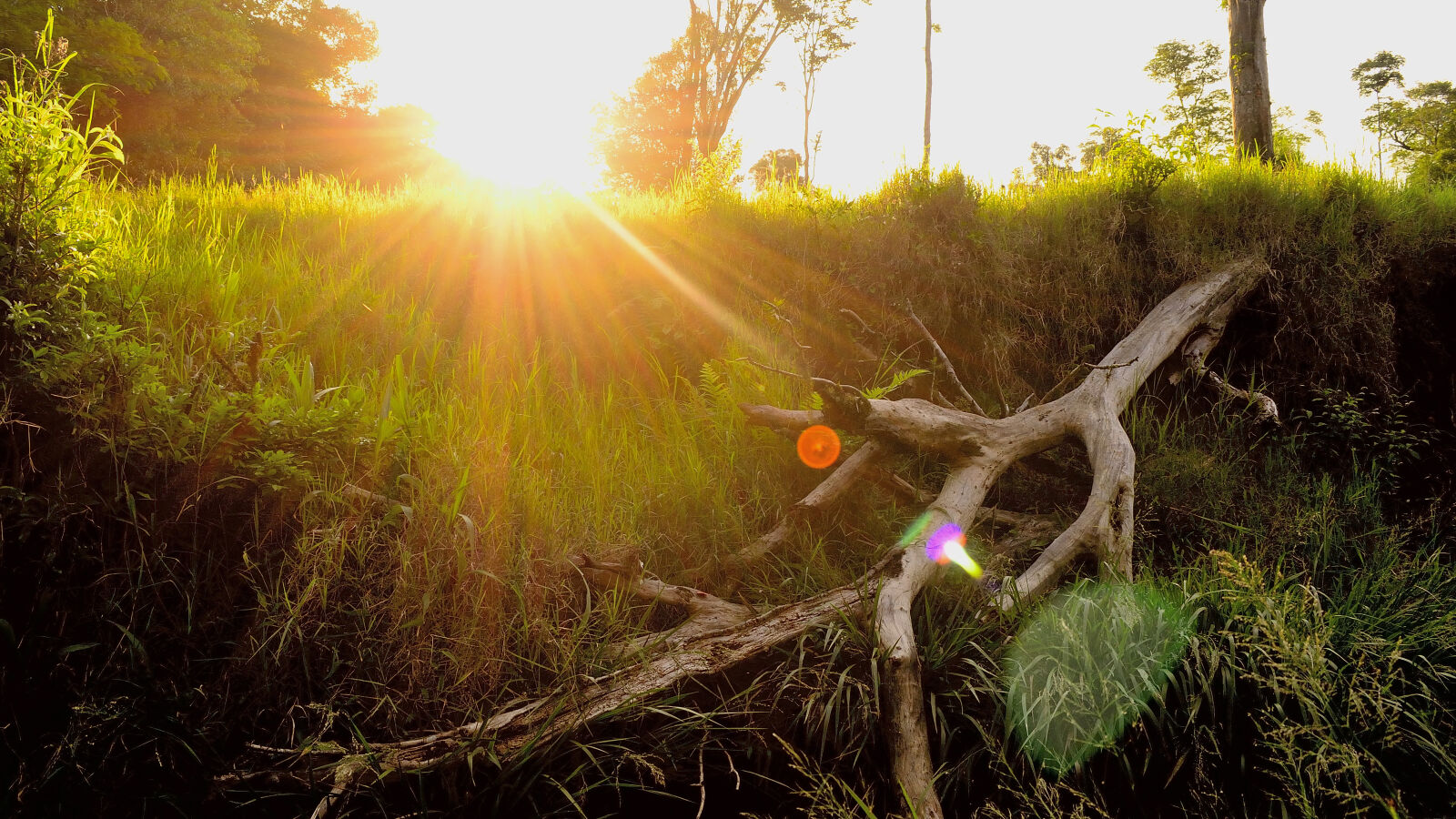 Nikon D5100 sample photo. Green, grasses, and, wood photography