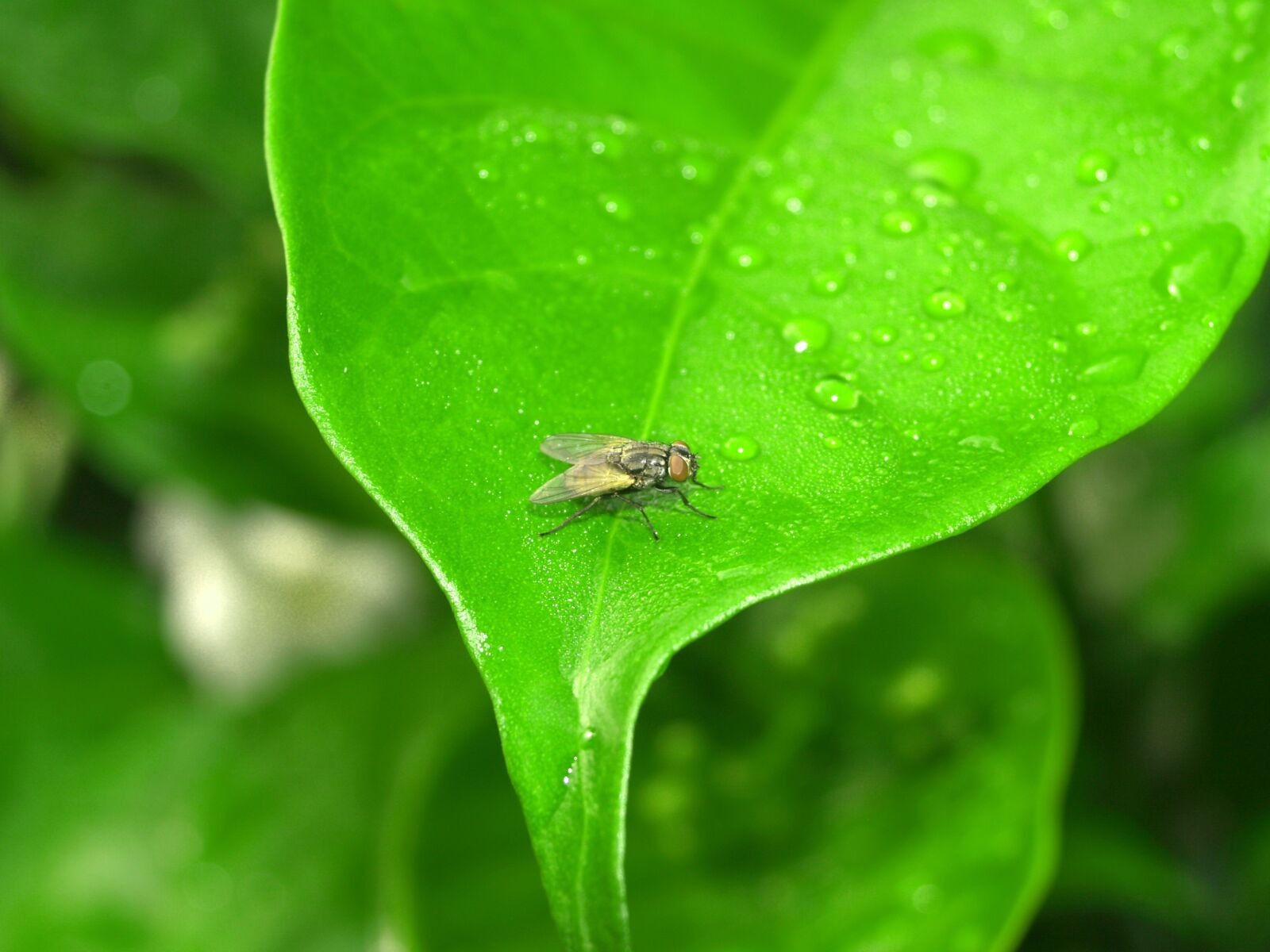 Olympus E-300 (EVOLT E-300) sample photo. Water, drops, leaf photography