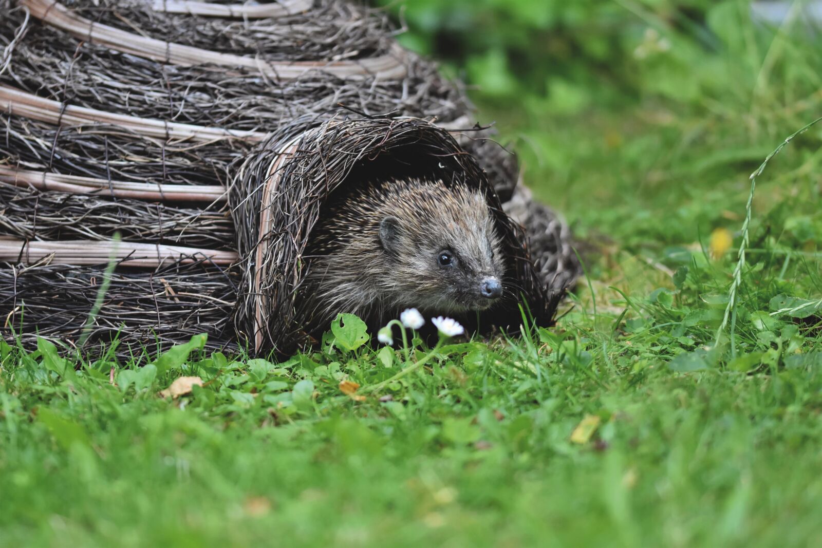 Nikon D7200 sample photo. Hedgehog, animal, pet photography