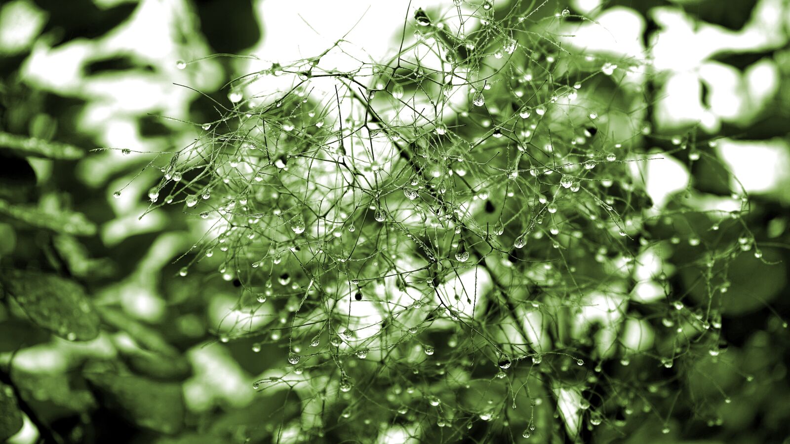 Sony a7 + Sony FE 28-70mm F3.5-5.6 OSS sample photo. Plant, rain, nature photography
