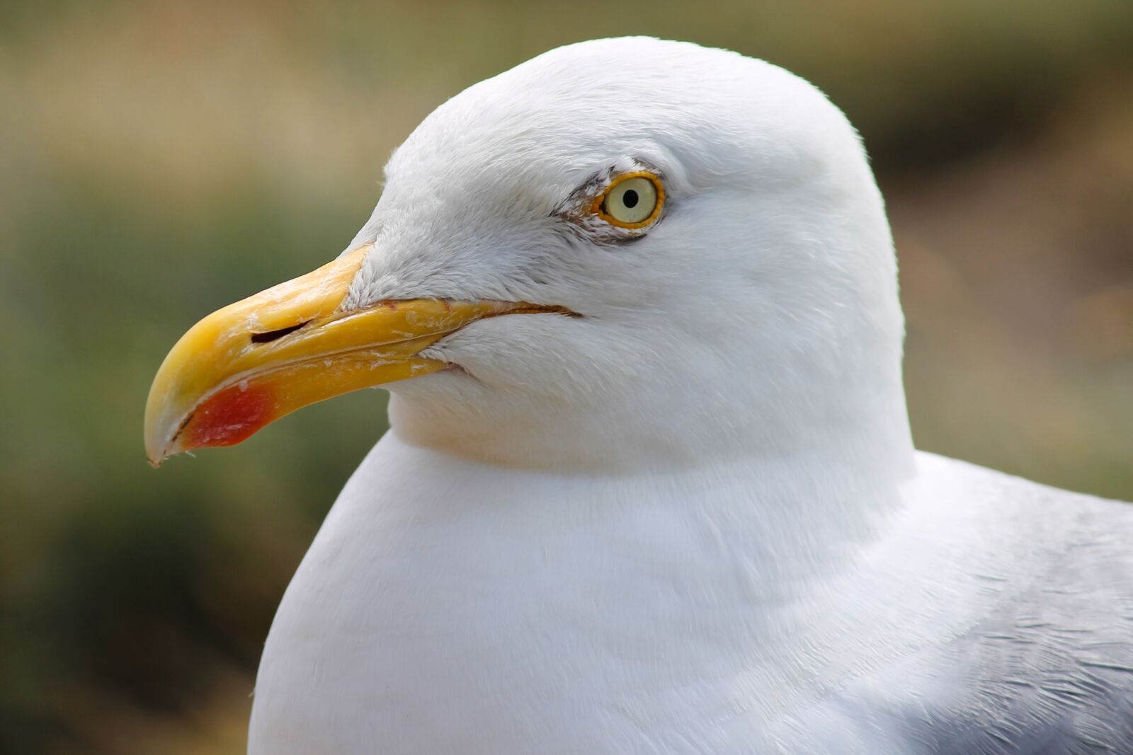 Canon EOS 1100D (EOS Rebel T3 / EOS Kiss X50) sample photo. Seagull, close up, head photography