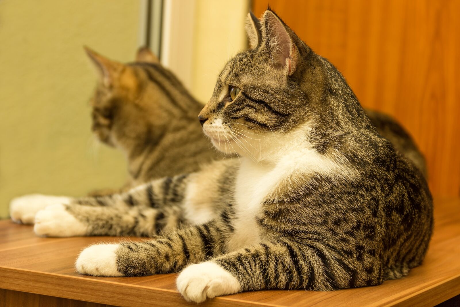 Canon EOS 600D (Rebel EOS T3i / EOS Kiss X5) sample photo. Cat, small, two photography