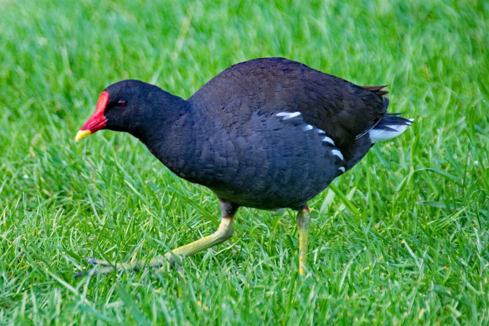 Nikon D5300 sample photo. Common moorhen, gallinula chloropus photography