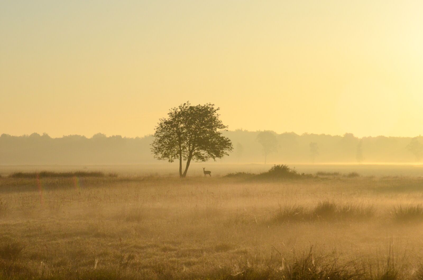 Nikon D7000 sample photo. Deer, morning-light, light photography