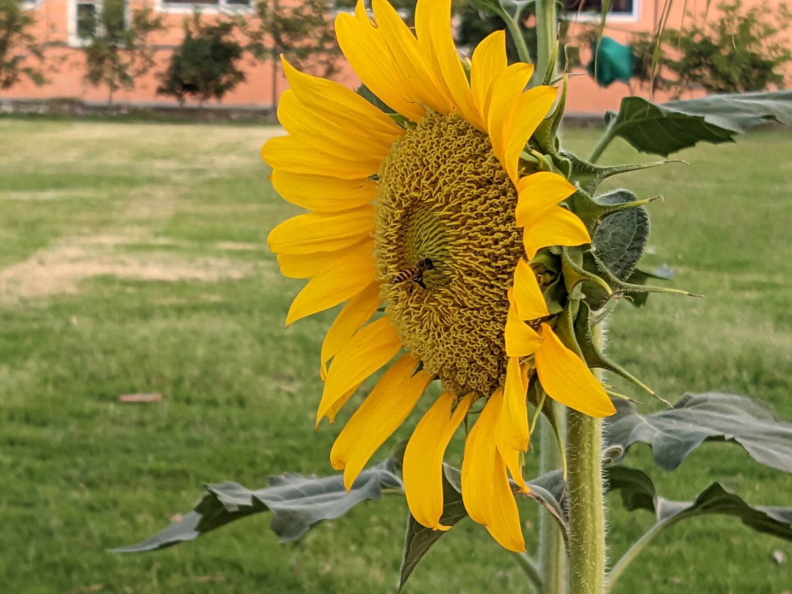 Pixel 5 (redfin) Google sample photo