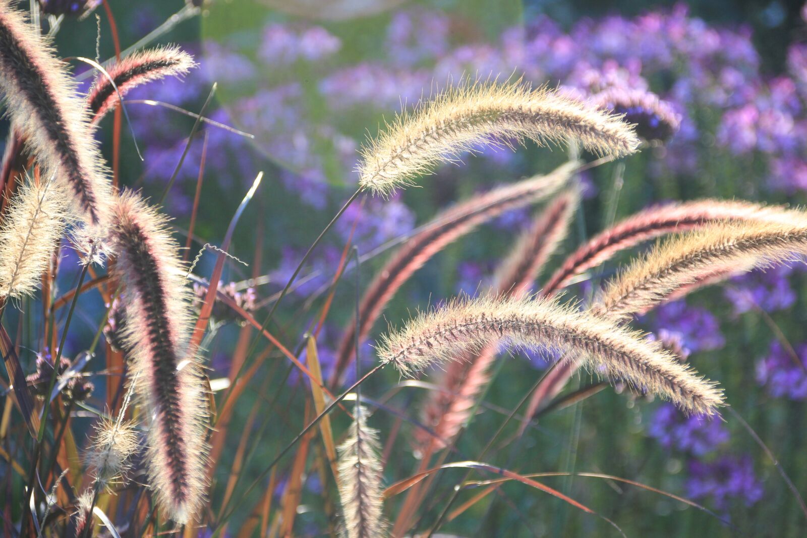 Canon EOS 550D (EOS Rebel T2i / EOS Kiss X4) sample photo. Autumn, autumn day, ear photography