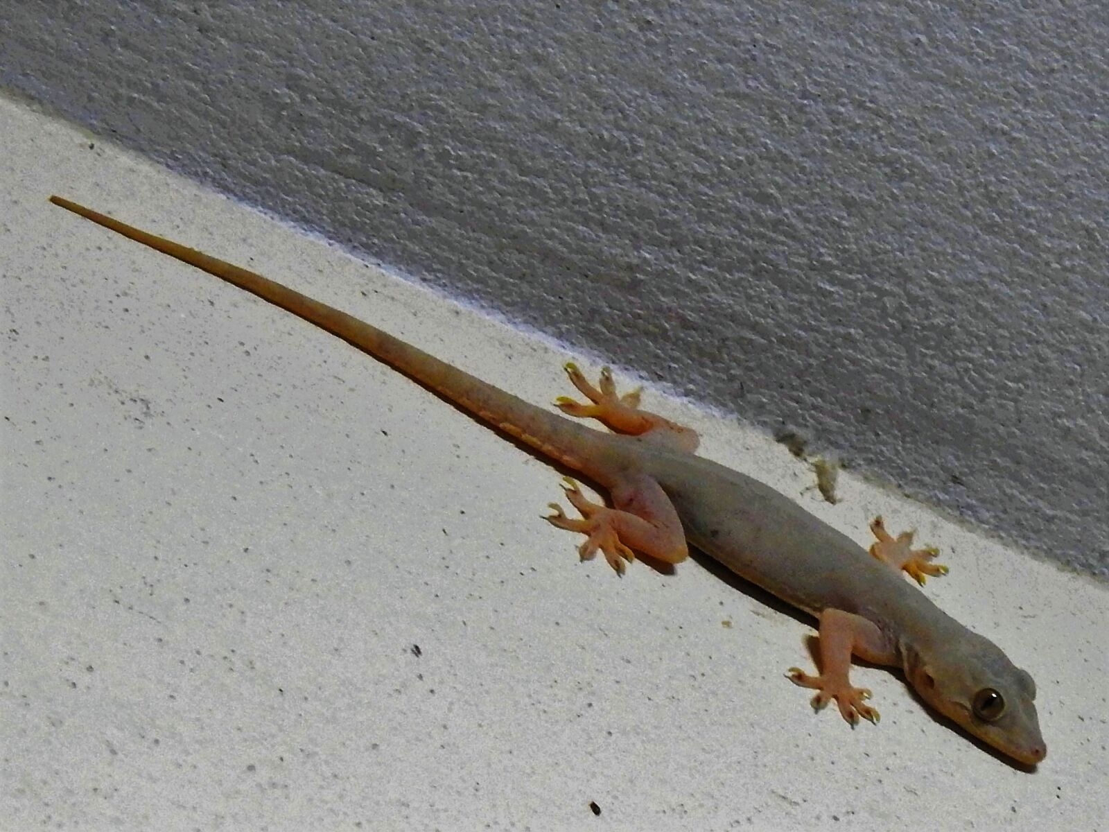 Nikon Coolpix P900 sample photo. Lizard, wall, reptile photography