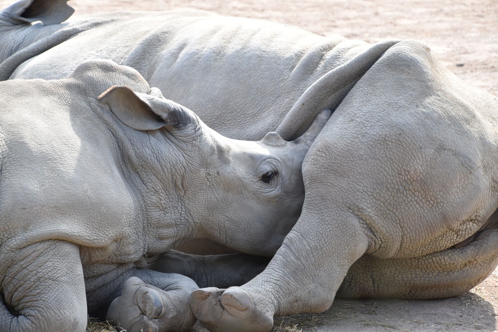 Nikon D5600 sample photo. Rhinoceros, mom, baby photography