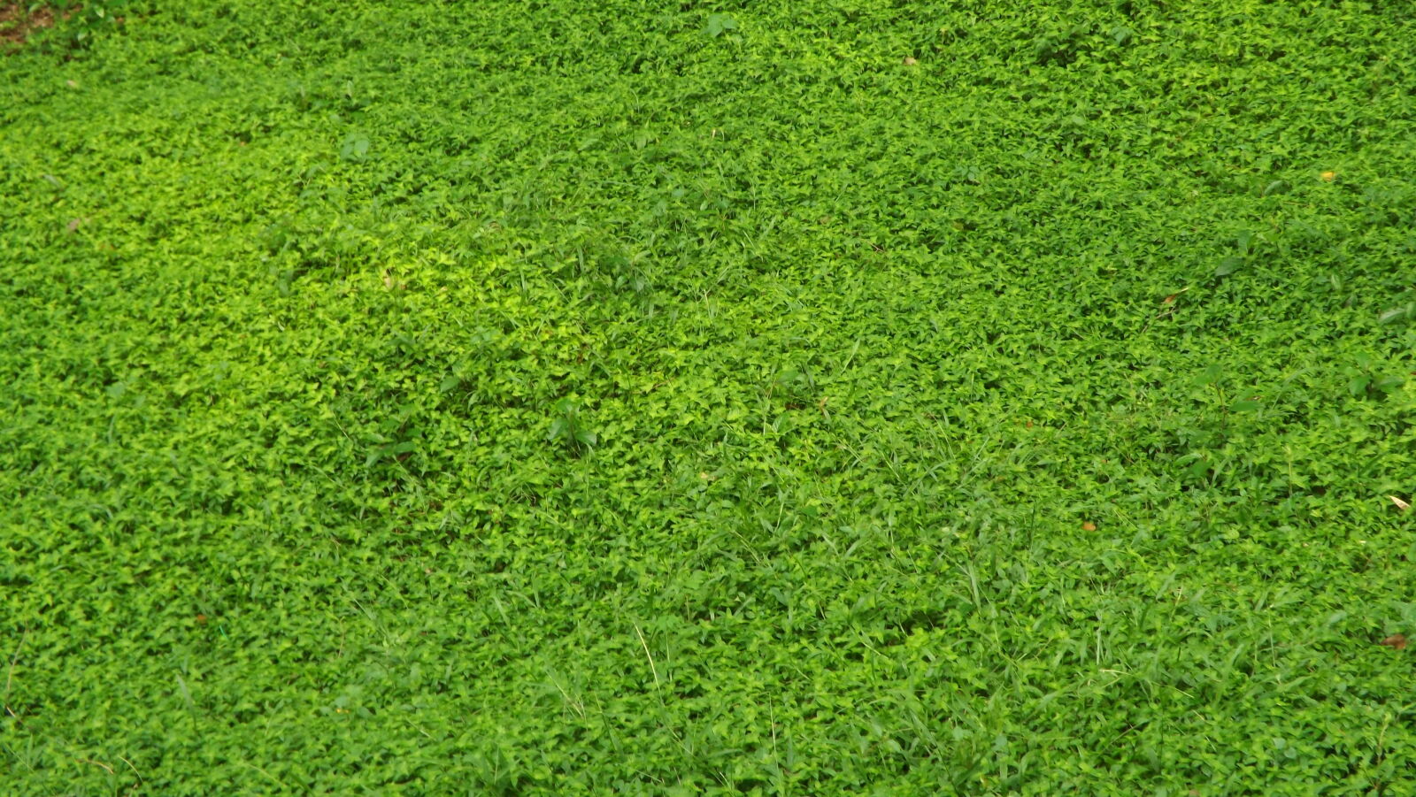 Fujifilm FinePix S4200 sample photo