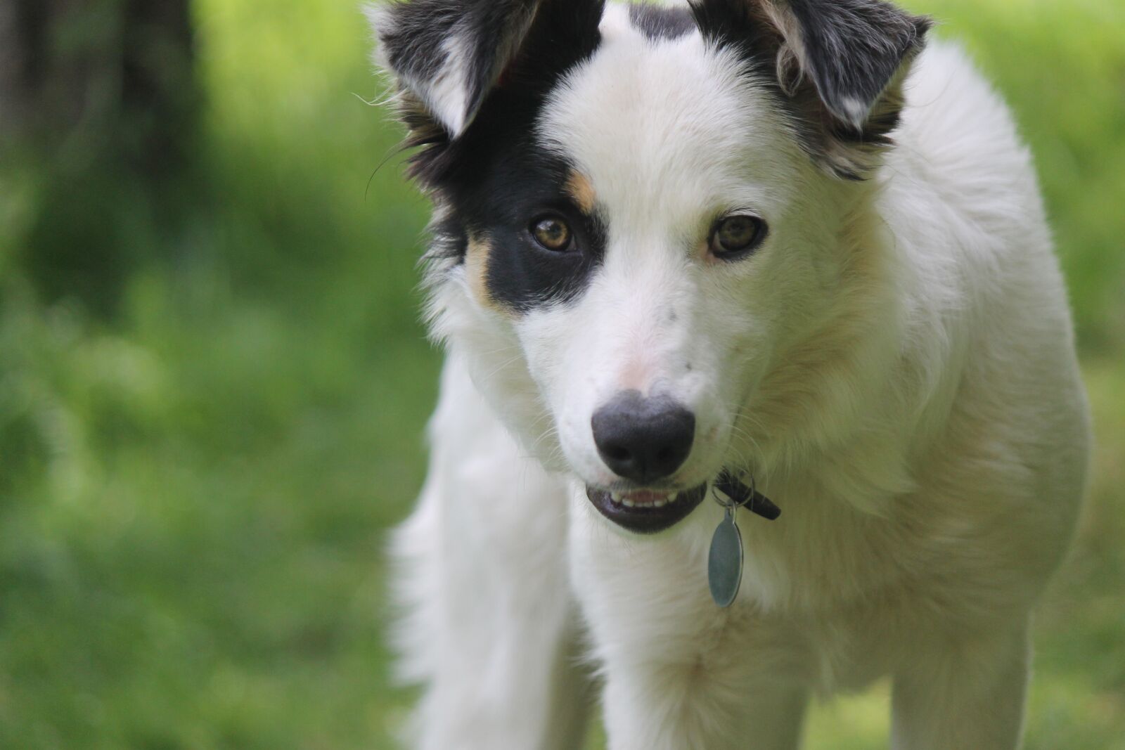 Canon EOS 1100D (EOS Rebel T3 / EOS Kiss X50) sample photo. Dog, collie, border collie photography