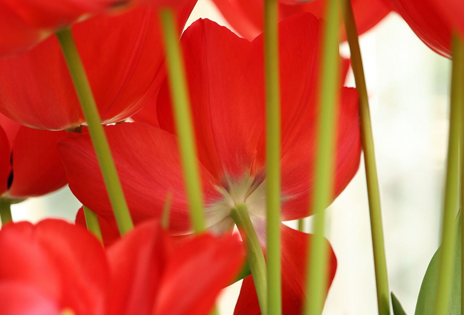 Canon EOS 20D sample photo. Tulips, red, stems photography