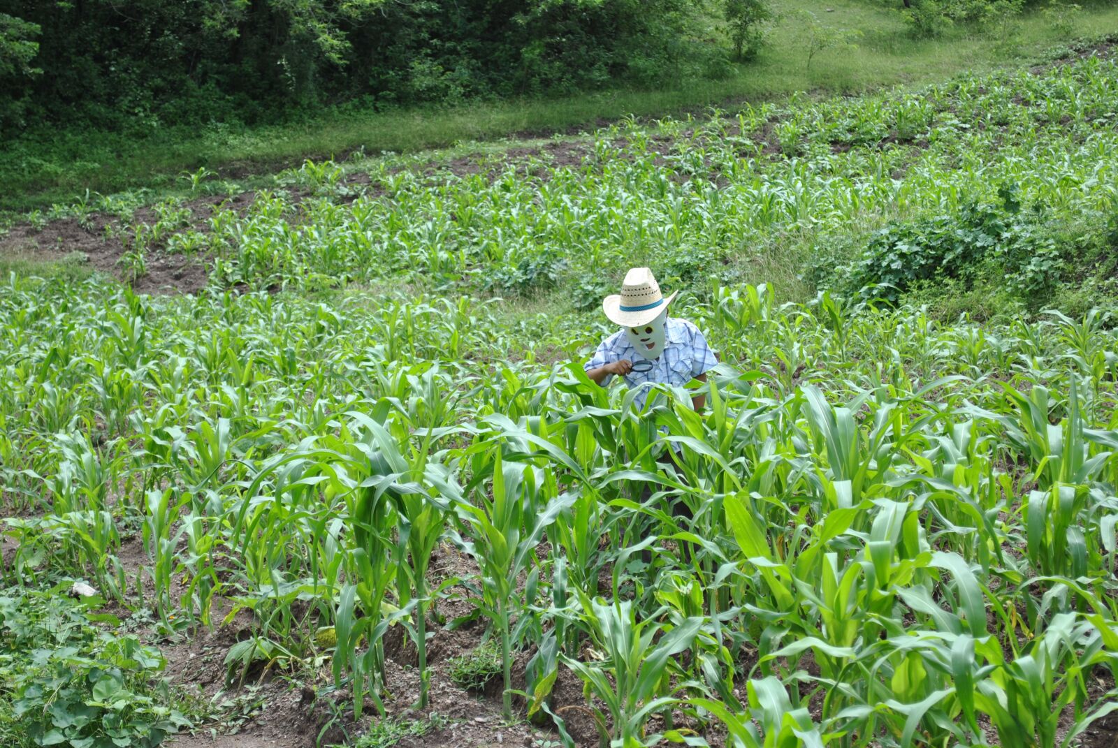 Nikon D3000 sample photo. Corn, maize field, super photography