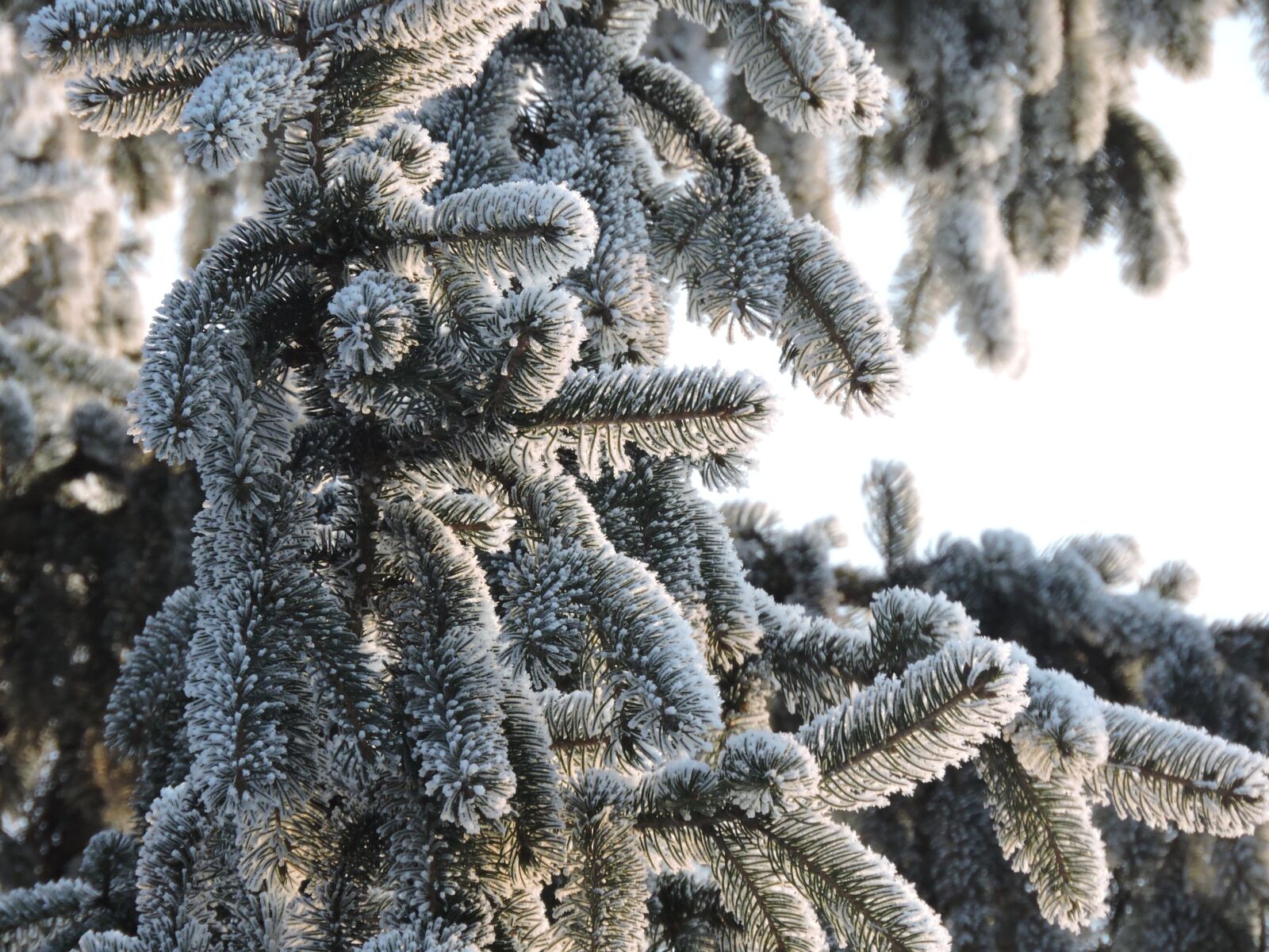 Nikon Coolpix P600 sample photo. Winter, fir tree, christmas photography