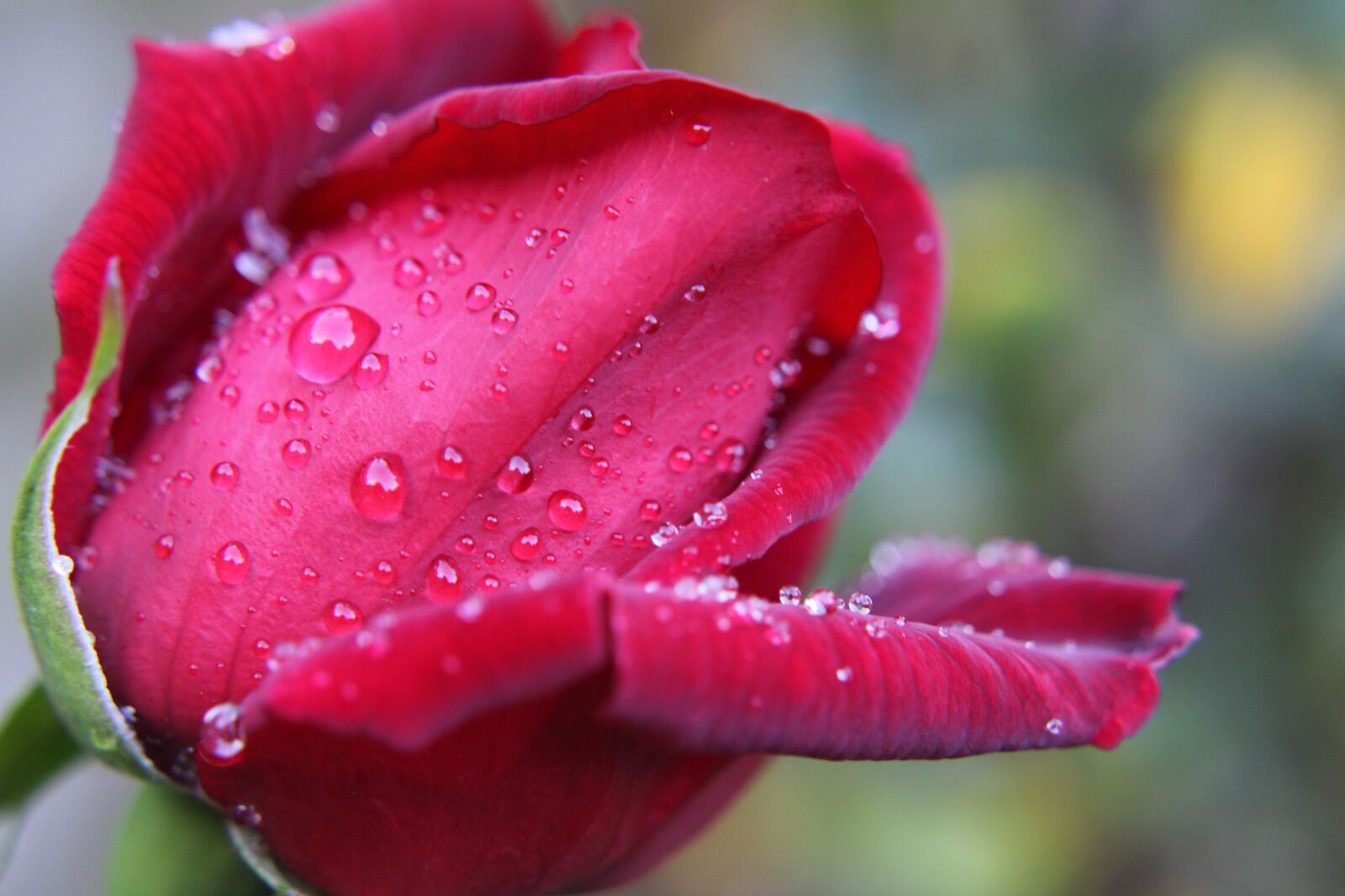 Canon EOS 2000D (EOS Rebel T7 / EOS Kiss X90 / EOS 1500D) sample photo. Red rose, drops, feeling photography