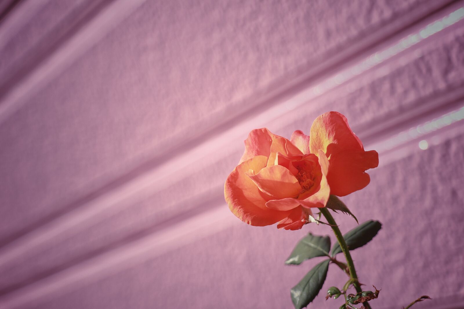 Canon EF-S 18-135mm F3.5-5.6 IS USM sample photo. Rose, macro, flower photography
