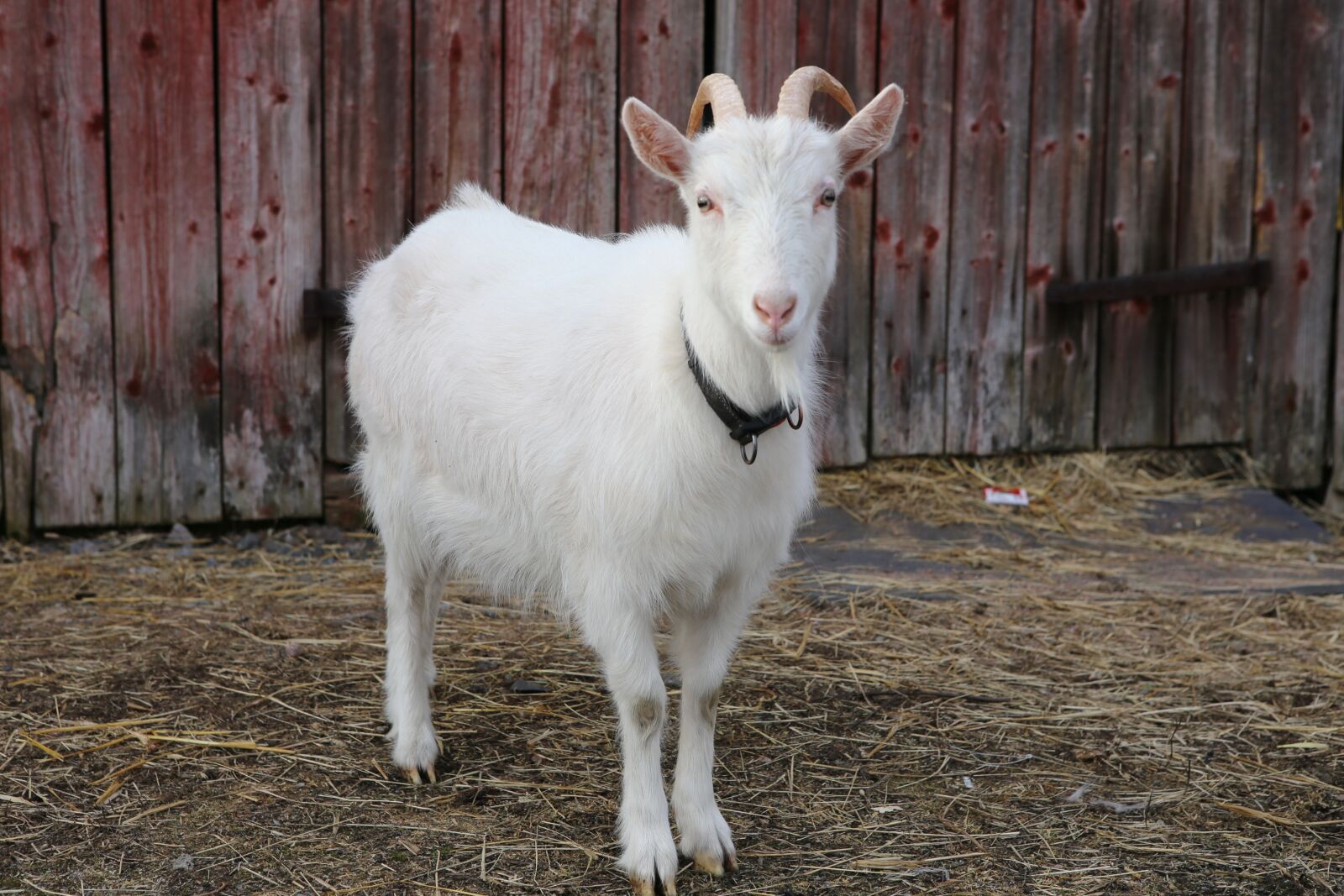 Canon EOS 6D + Canon EF 24-70mm F2.8L USM sample photo. Goat, kid, domestic animal photography