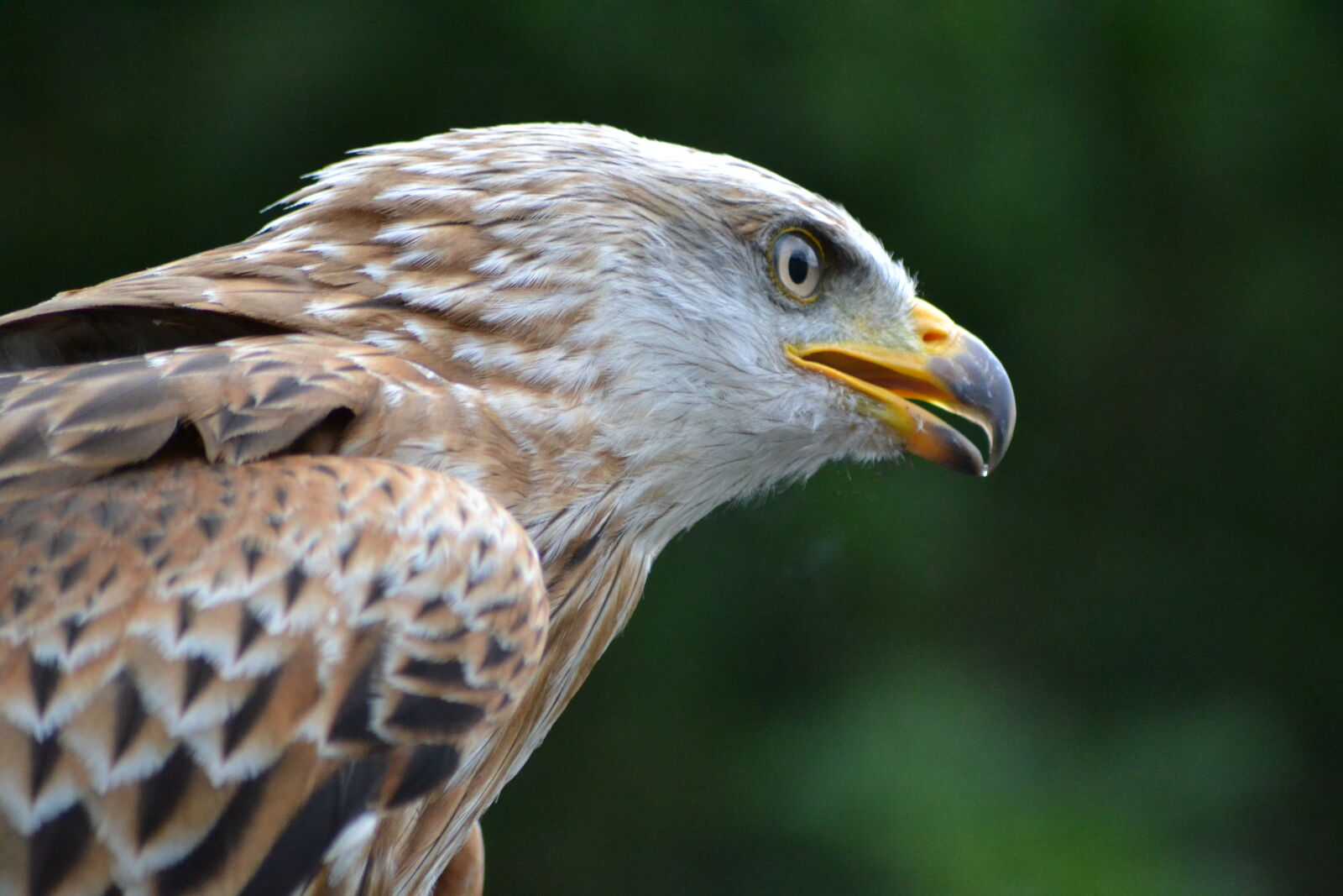 Nikon D3100 sample photo. Animal, park, beak, birds photography