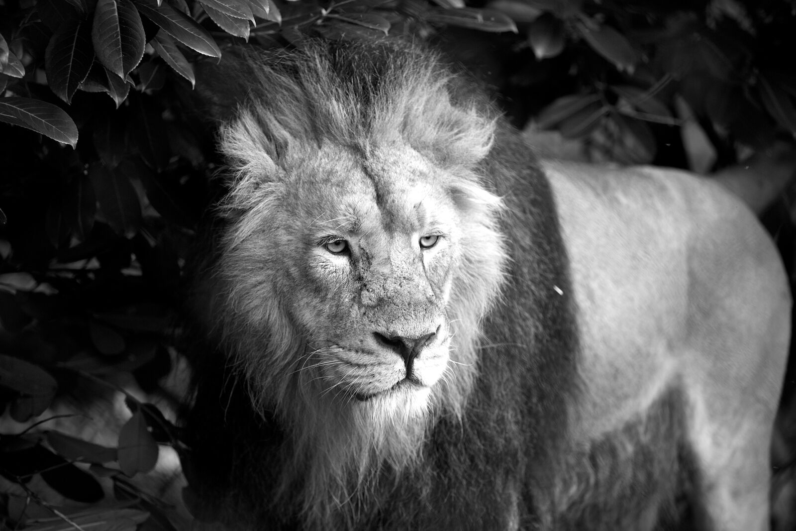 Canon EOS 5D Mark III sample photo. Lion, animal, wild photography