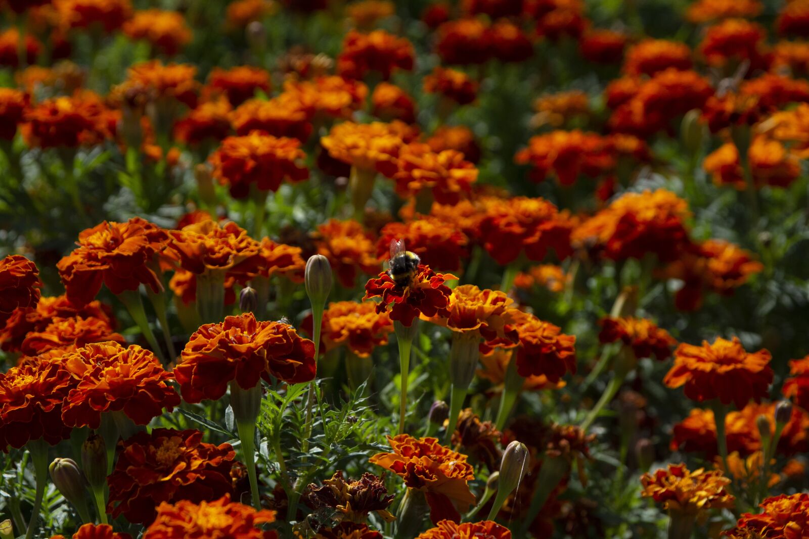 Nikon D7100 sample photo. пчела, цветы, лето photography
