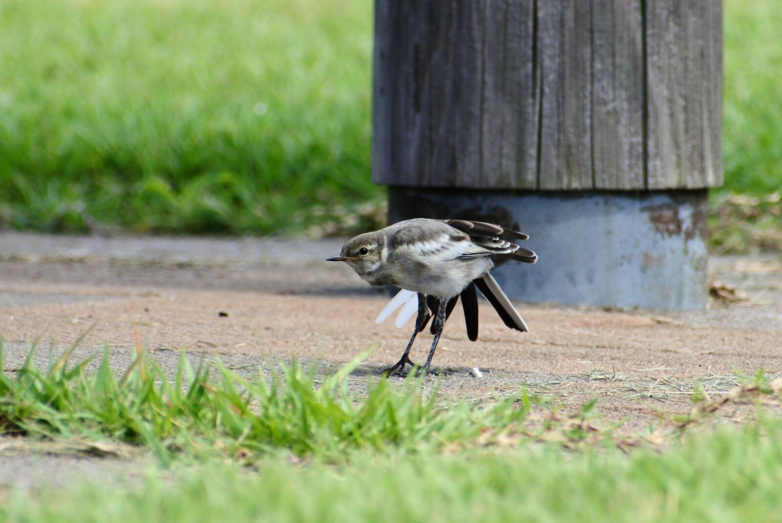 VR 70-300mm f/4.5-6.3G sample photo. Animal, park, plant photography