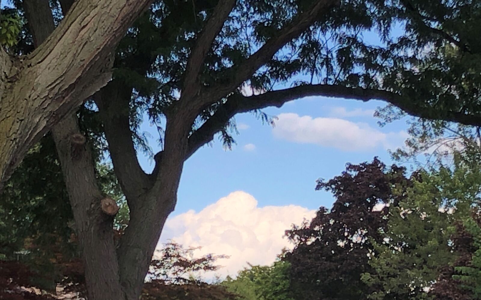 Apple iPhone 8 sample photo. Trees, summer, clouds photography
