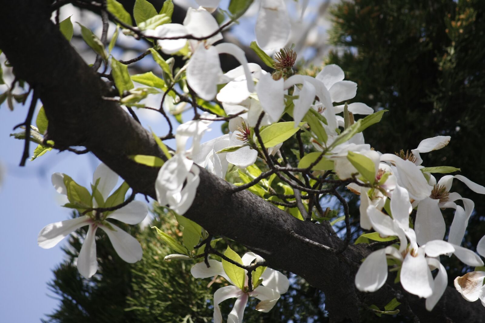 Canon EOS 40D sample photo. Flowers, spring flowers, plants photography