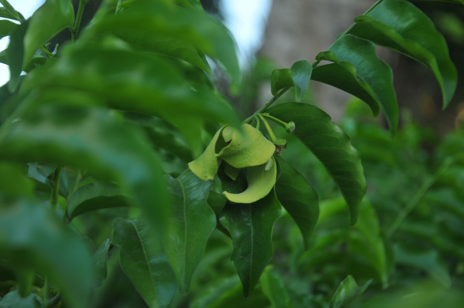 Nikon D300S sample photo. Green, flower, green flower photography