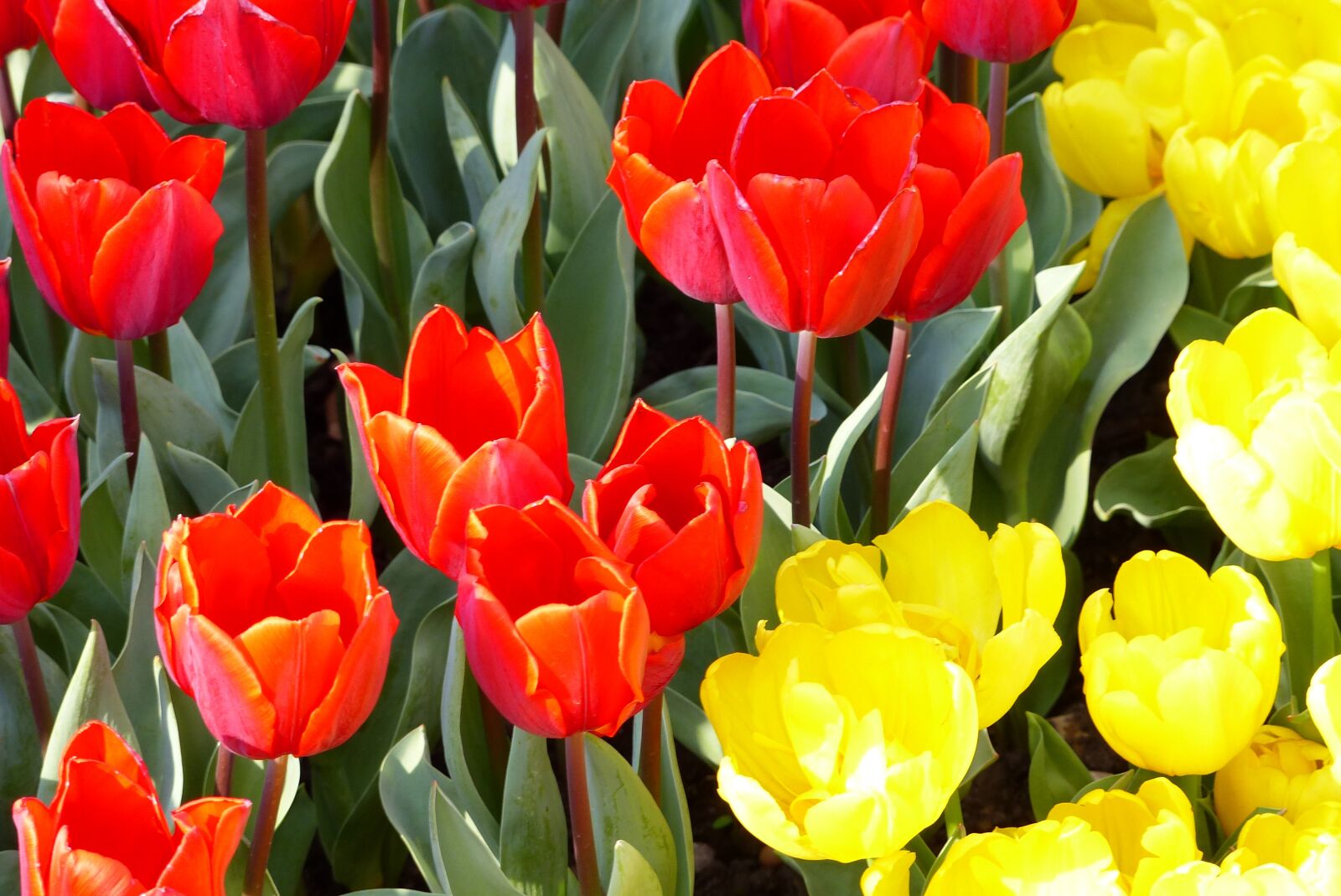 Panasonic Lumix DMC-FZ200 sample photo. Tulips, red, yellow photography