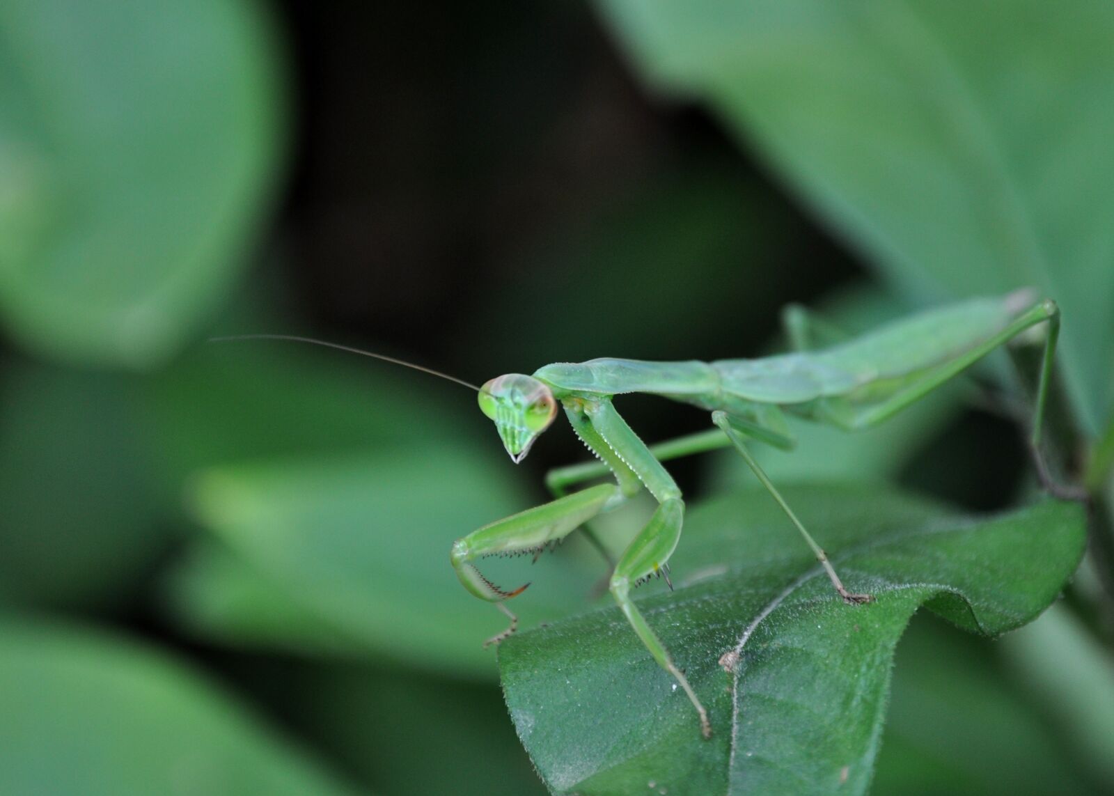 Nikon D5000 sample photo. Insect, mantis, spring photography