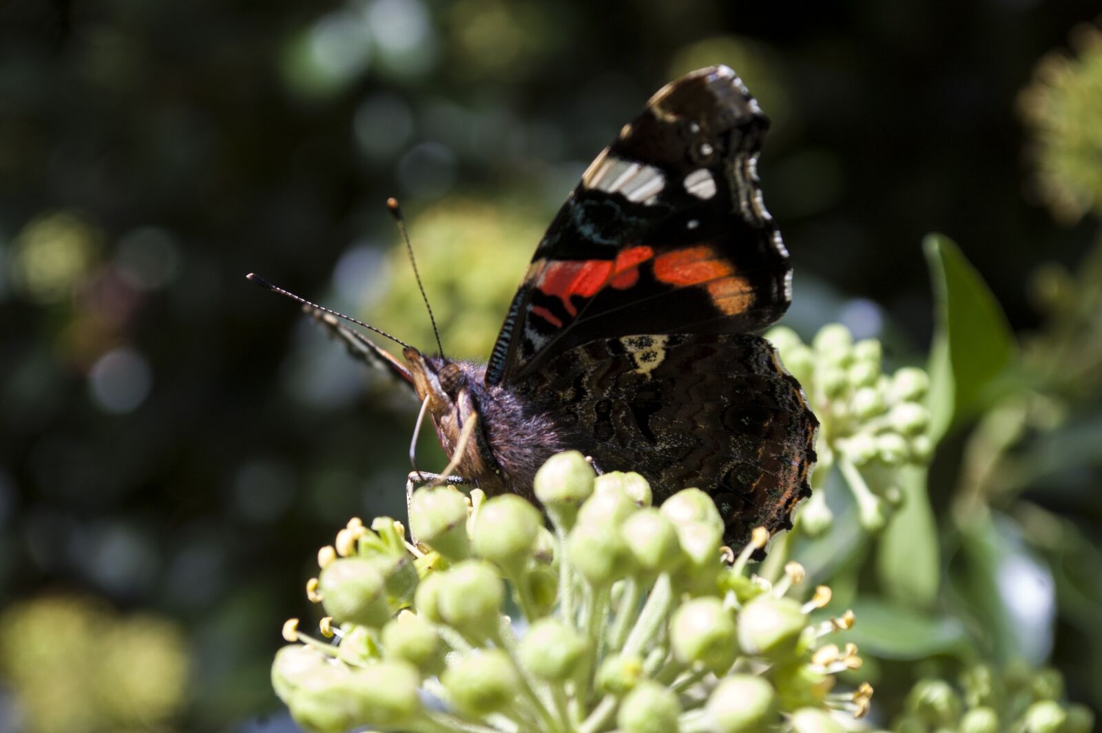 Nikon D40 sample photo. Butterfly, nature, insect photography