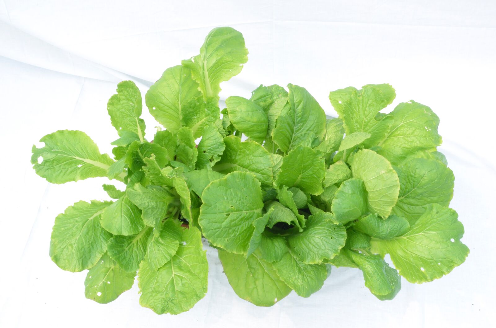Nikon D7000 sample photo. Vegetable, green, green plants photography