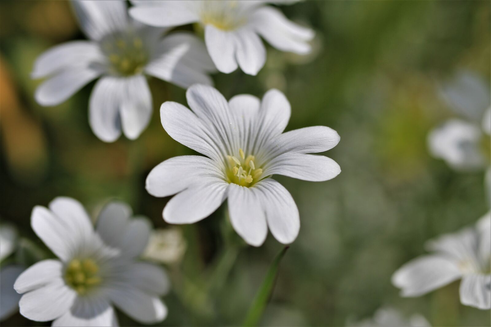 Canon EF-S 35mm F2.8 Macro IS STM sample photo. Cerastium tomentosum, horn weed photography