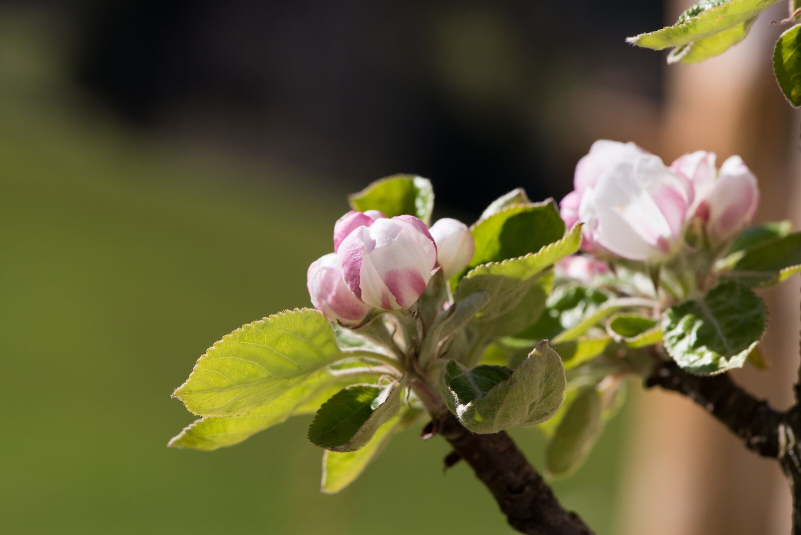 Nikon D750 sample photo. Apple tree flowers, apple photography