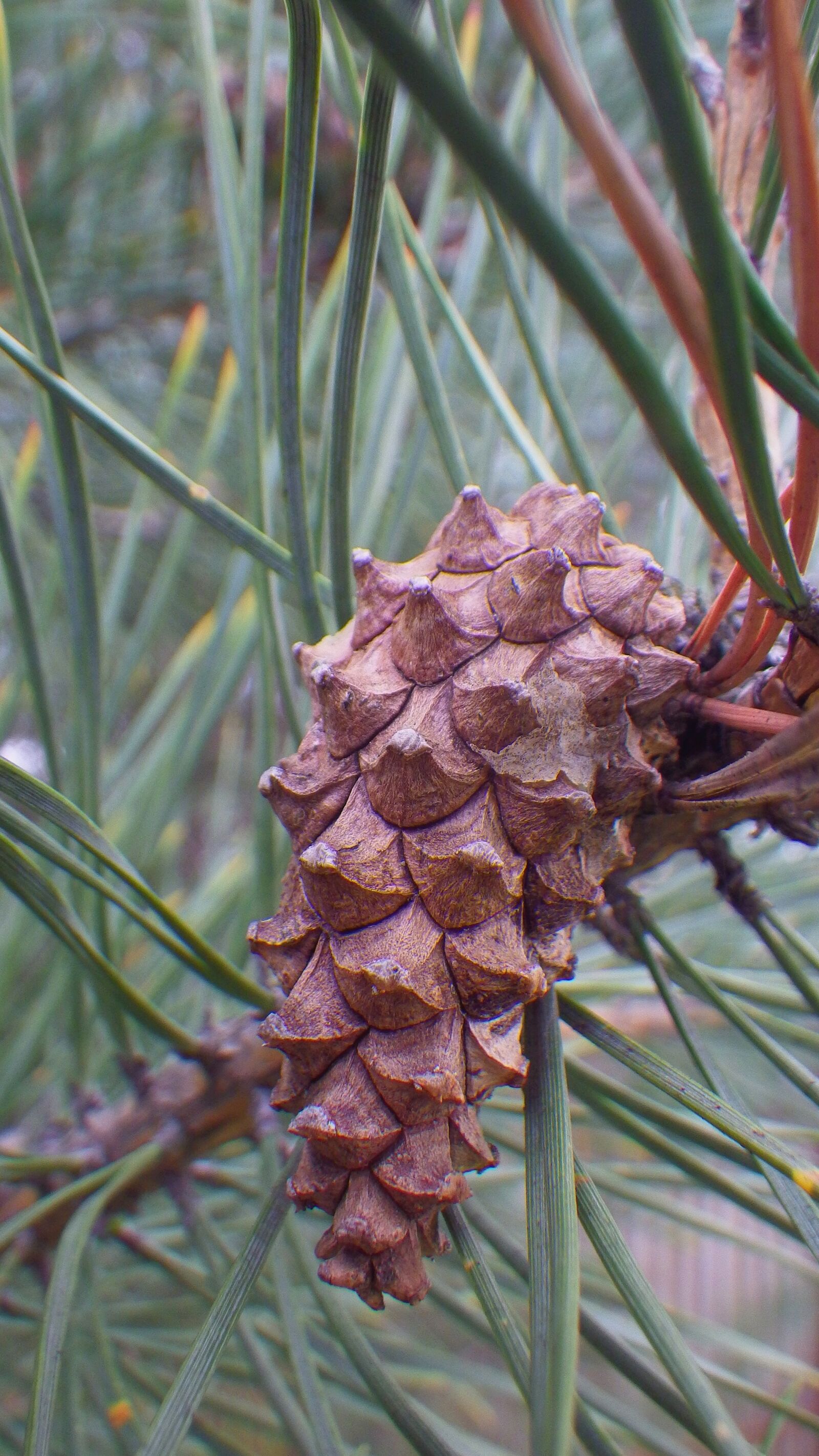 Pentax Optio WG-2 sample photo. Wood, nature, pine photography