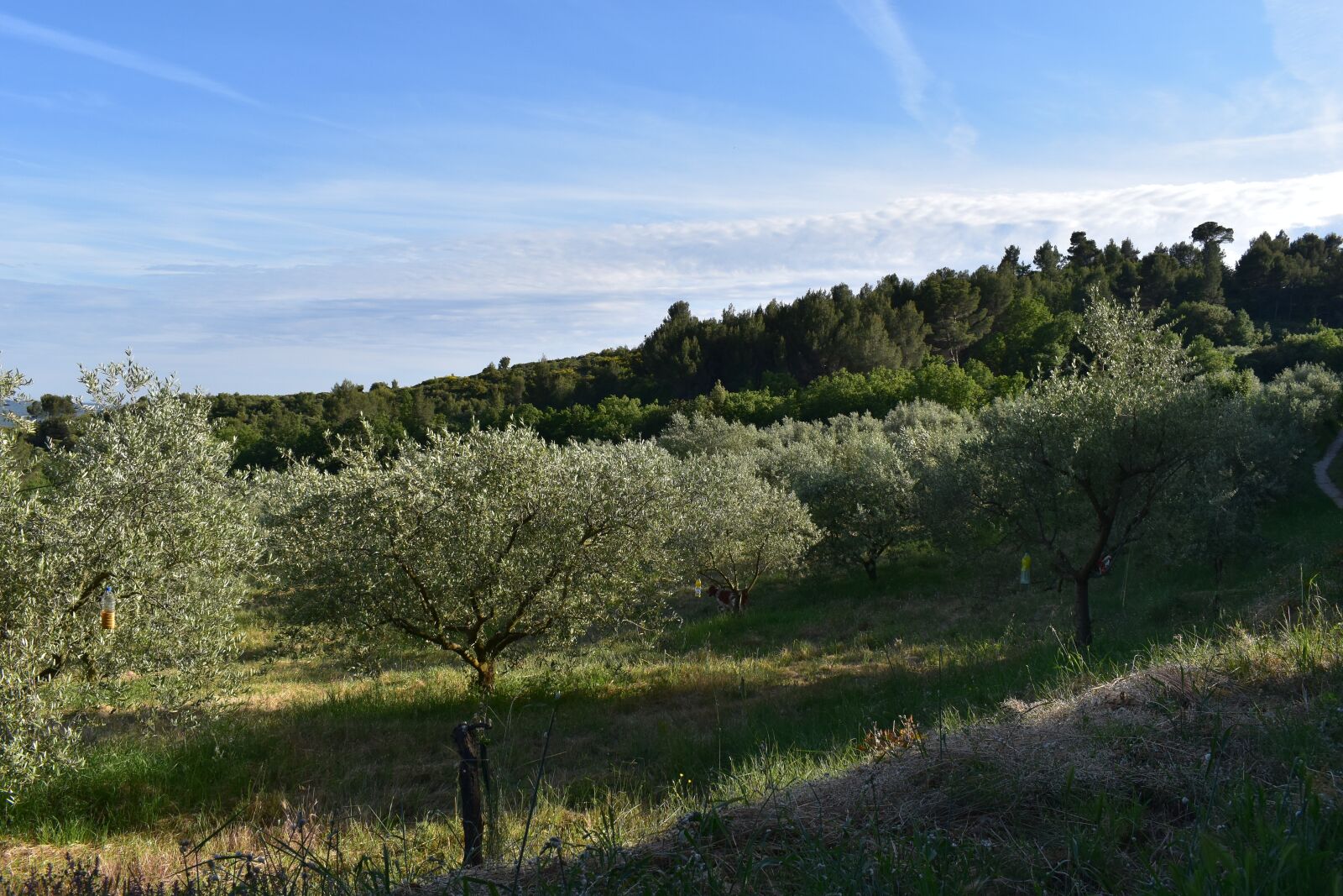 Nikon D5600 sample photo. Olive, tree, nature photography