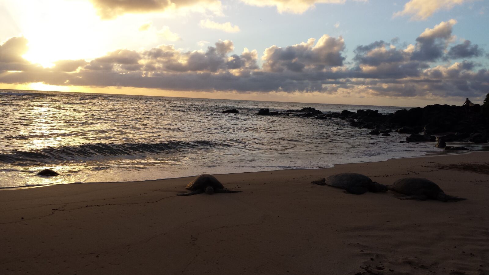 Samsung Galaxy S4 sample photo. Sea turtle, sunset, hawaii photography