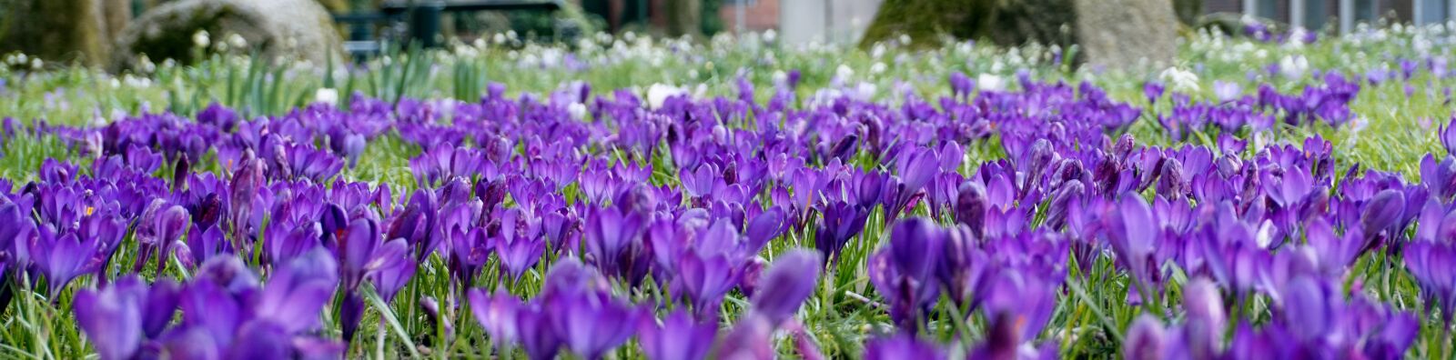 Sony Alpha a5000 (ILCE 5000) sample photo. Purple, spring, flower photography