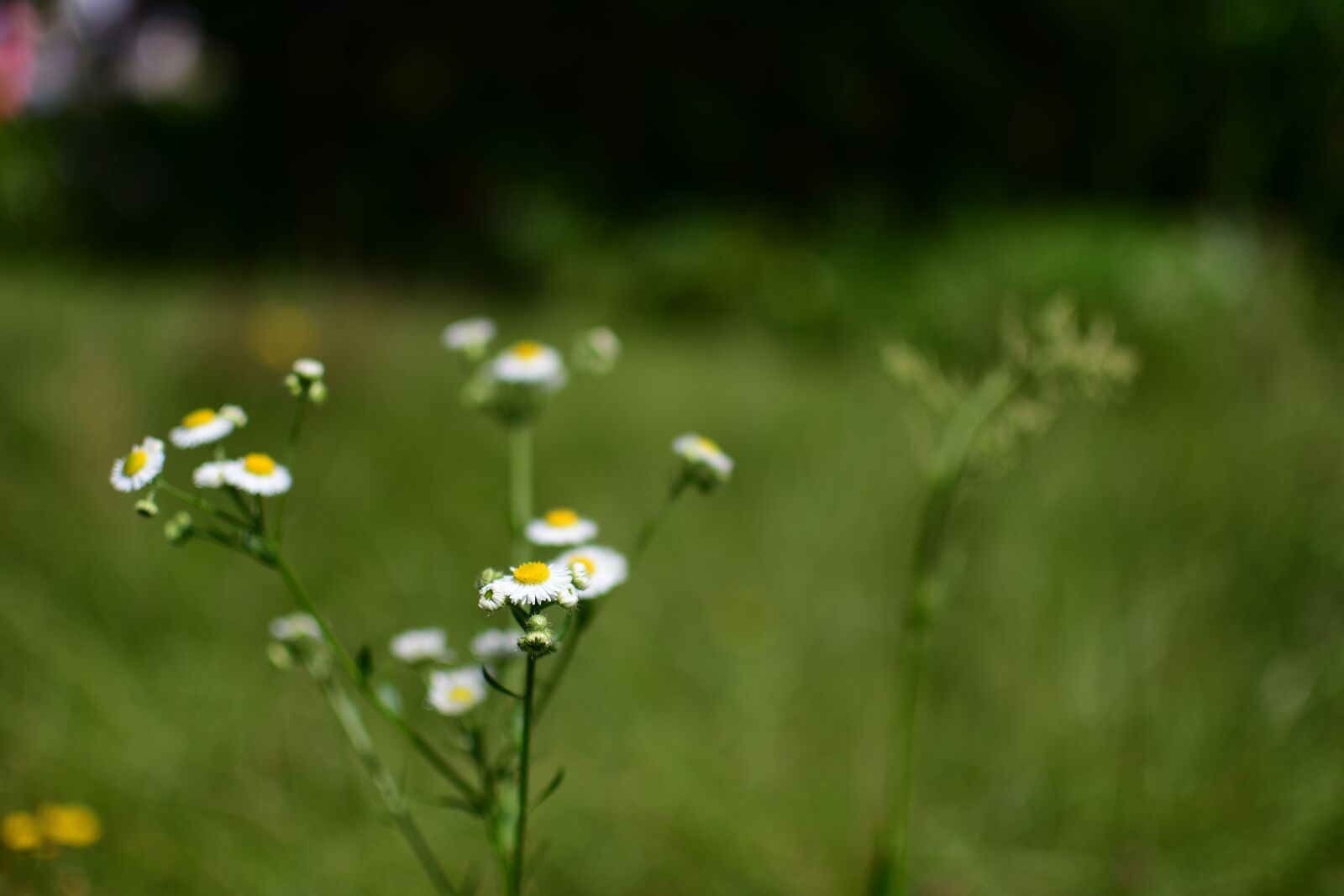 Nikon D7500 sample photo. Flower, grass, macro photography