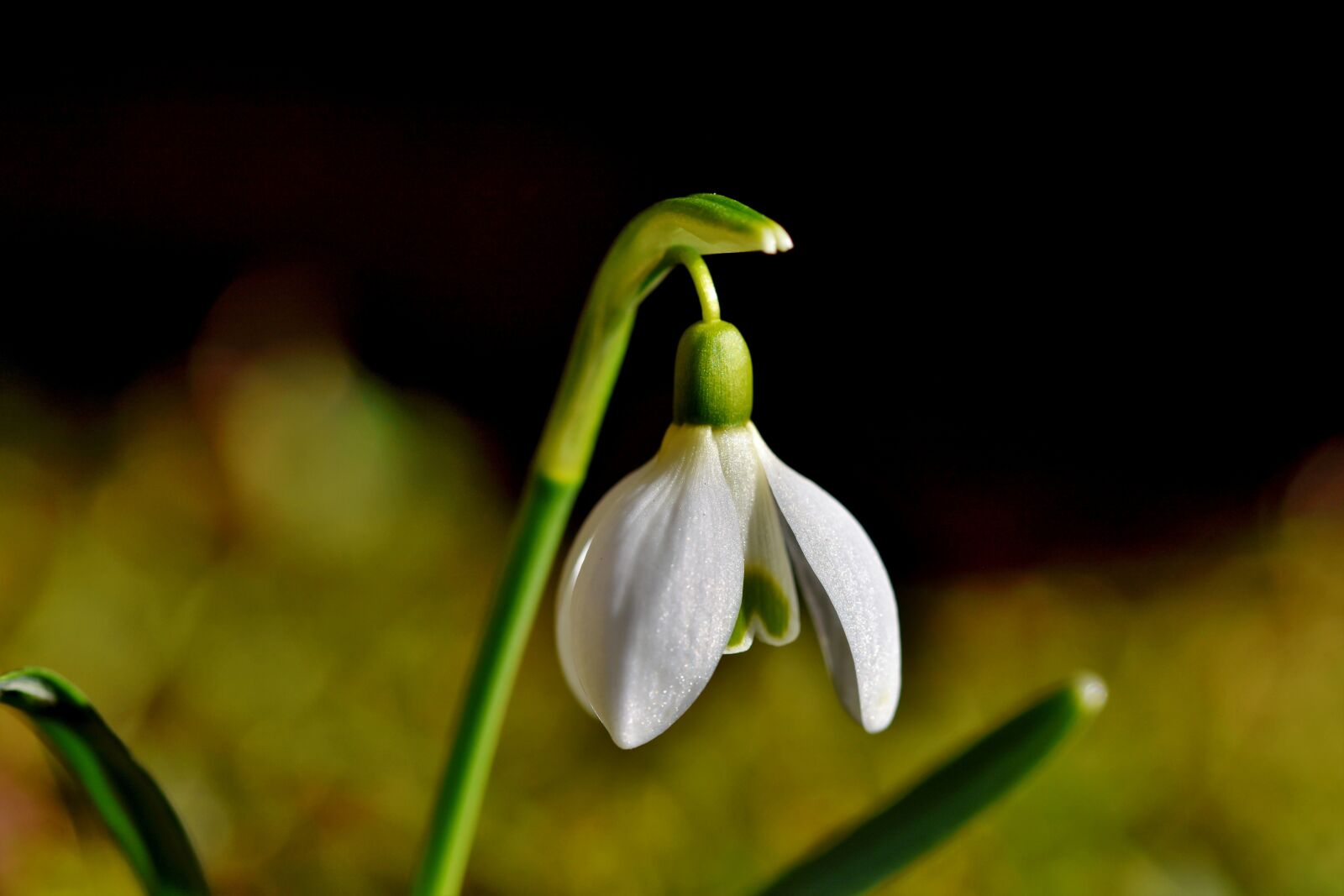 Nikon D7200 sample photo. Snowdrop, snow bell, spring photography