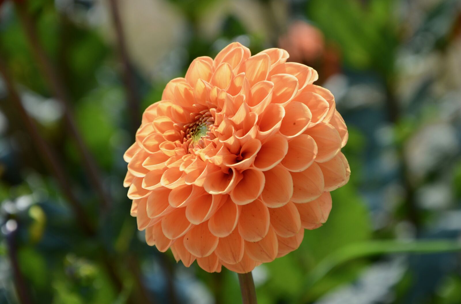 Nikon D5200 sample photo. Flower, plant, nature photography
