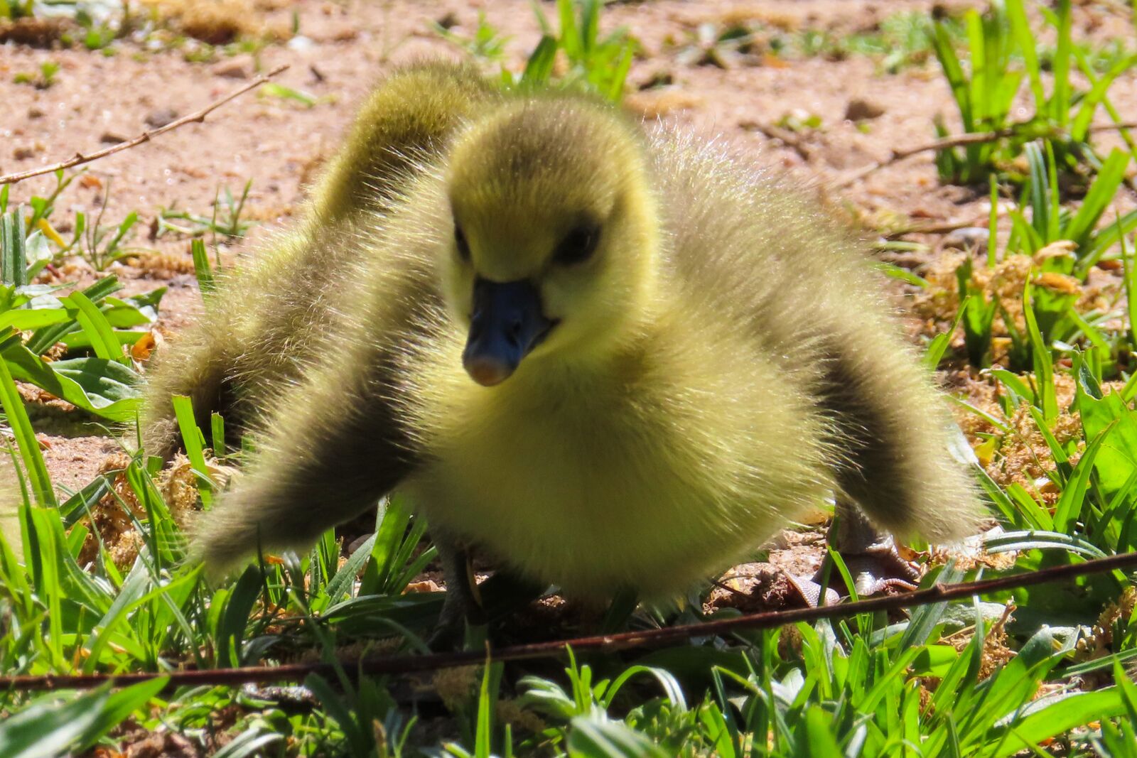 Canon PowerShot SX740 HS sample photo. Animals, goose, chicks photography