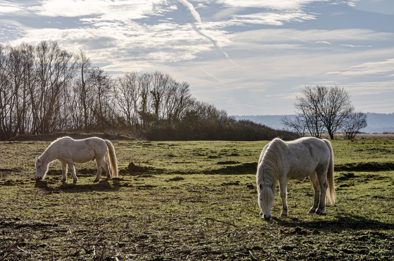 Nikon D7000 sample photo. Horse, horses, camargue photography