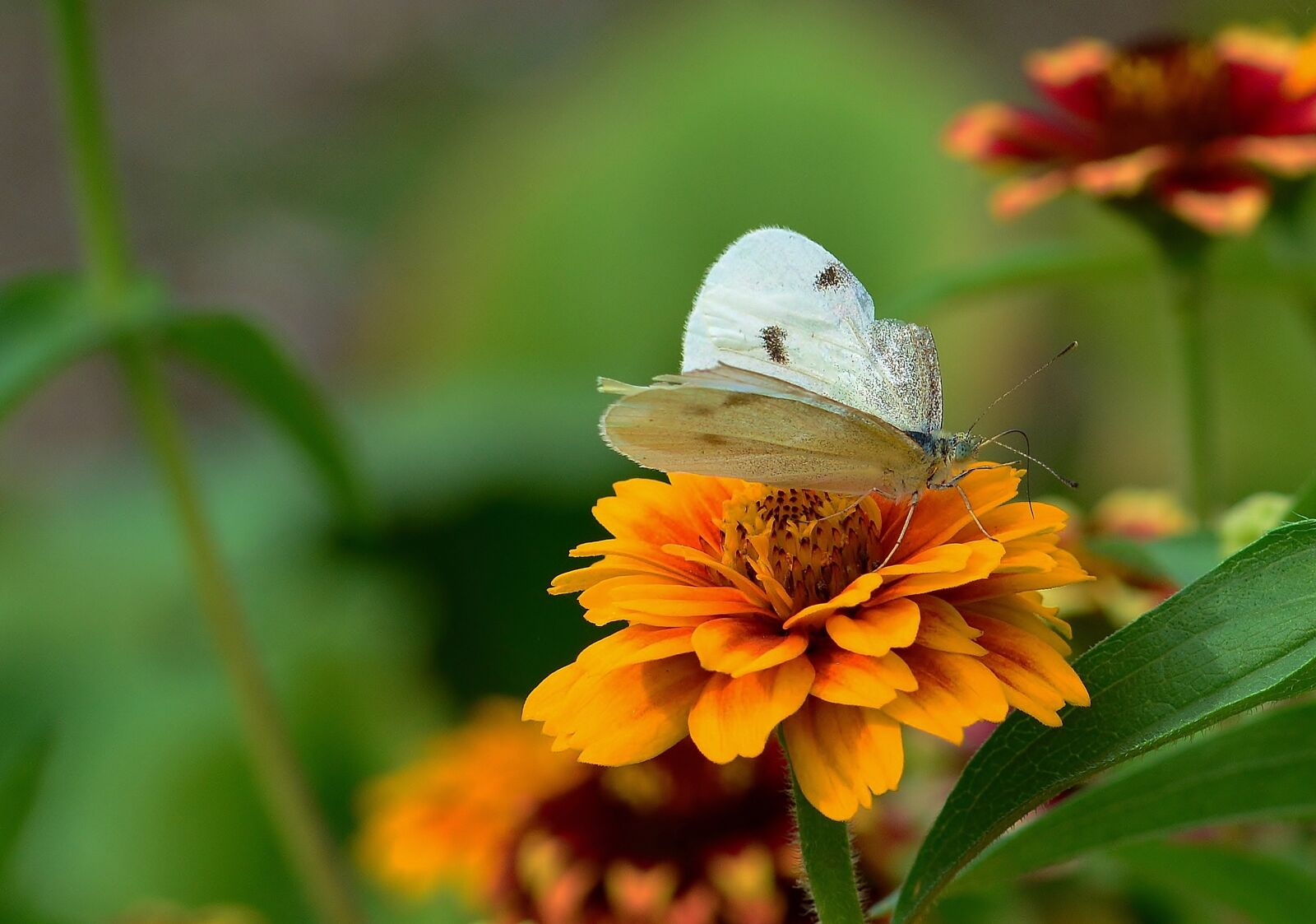 Nikon D5200 sample photo. Flower, zinnia, white photography